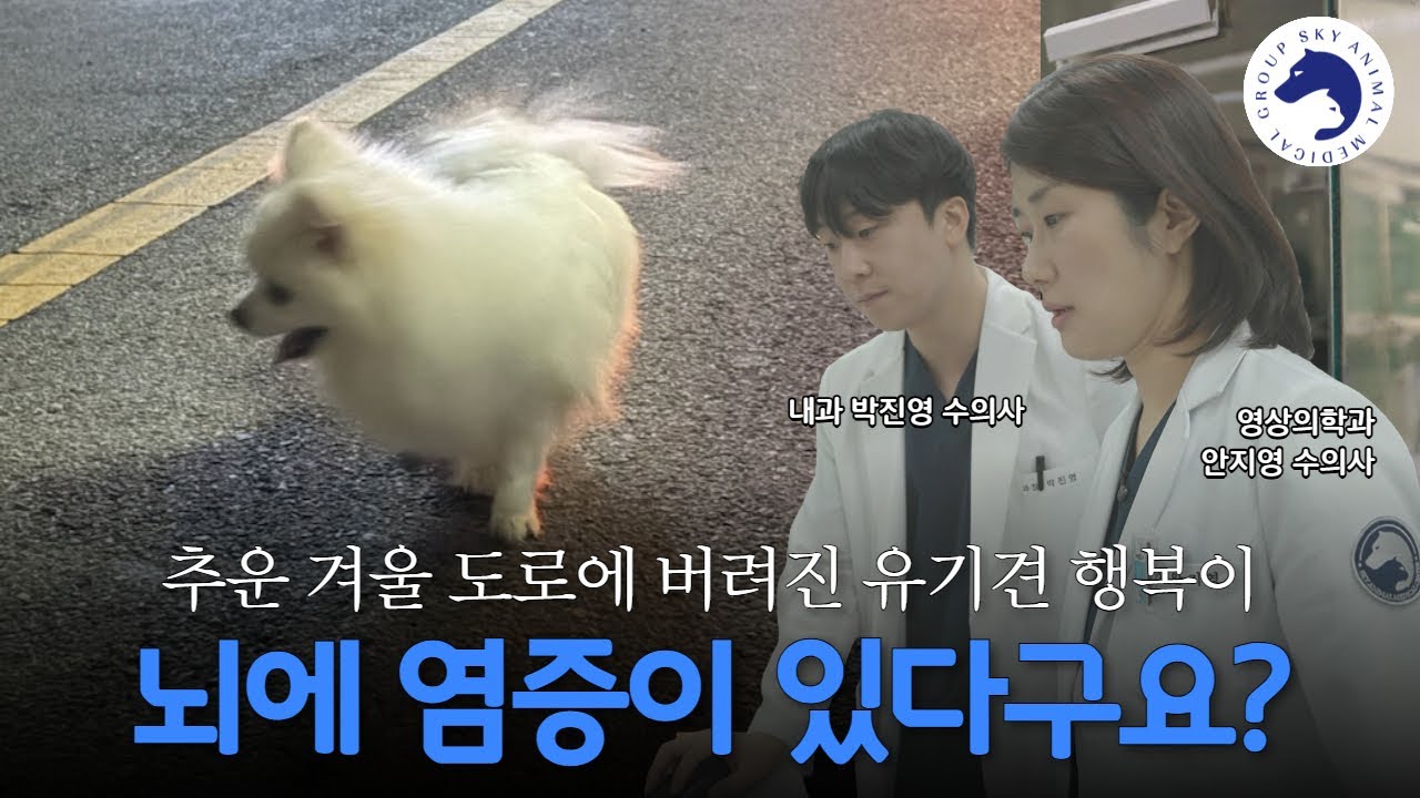 도로에 버려진 채 빙글빙글 돌던 유기견 행복이의 건강상태는?