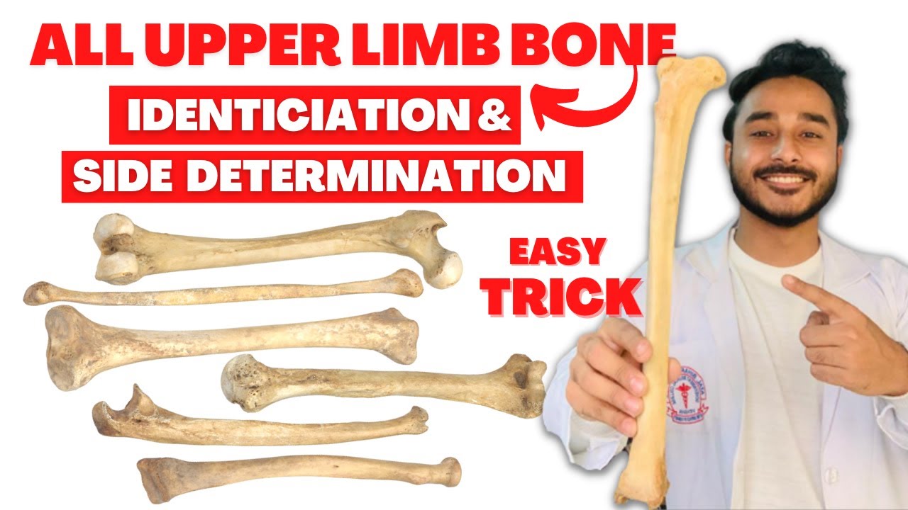 All upper limb bone side determination | All upper limb bone identification | identification of bone