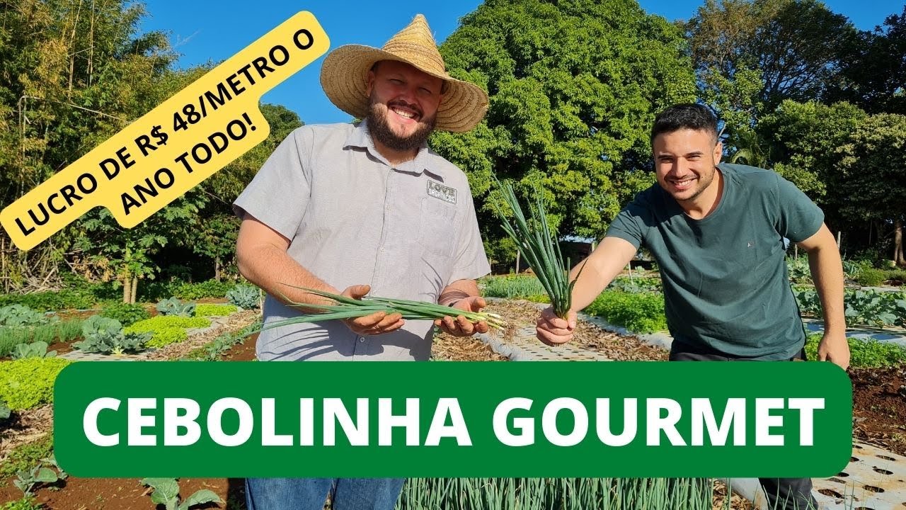 Como plantar cebolinha? Qual a lucratividade? Quanto custa plantar cebolinha? Pedro e Geraldo