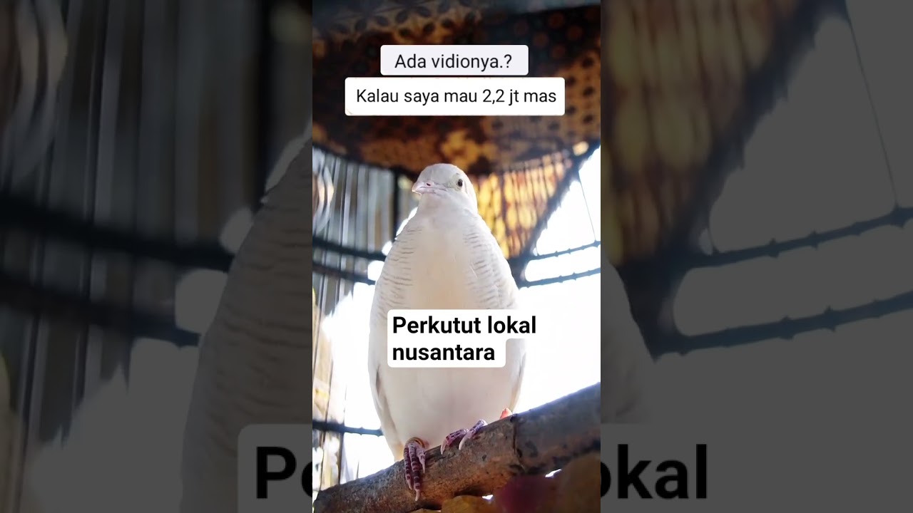 Masteran juara perkutut Perkutut putih - perkutut lokal nusantara3236