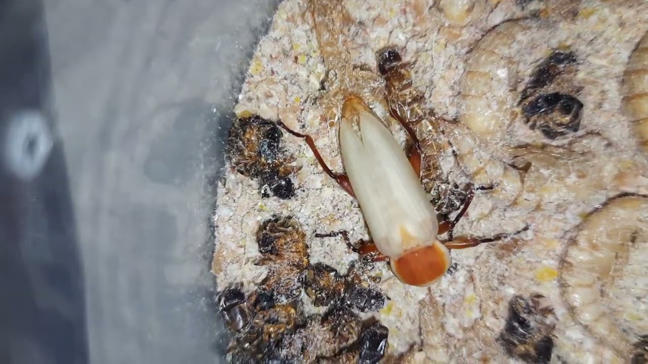 Metamorfose do tenebrio gigante, pupa virando besouro - TIMELAPSE