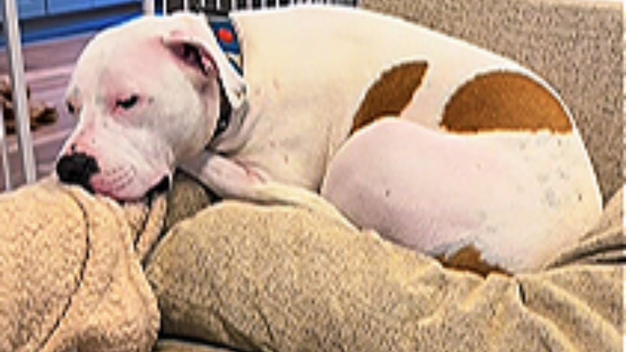 La Primera Semana De Libertad De Un Cachorro Rescatado Después De Vivir Toda Su Vida En Una Jaula