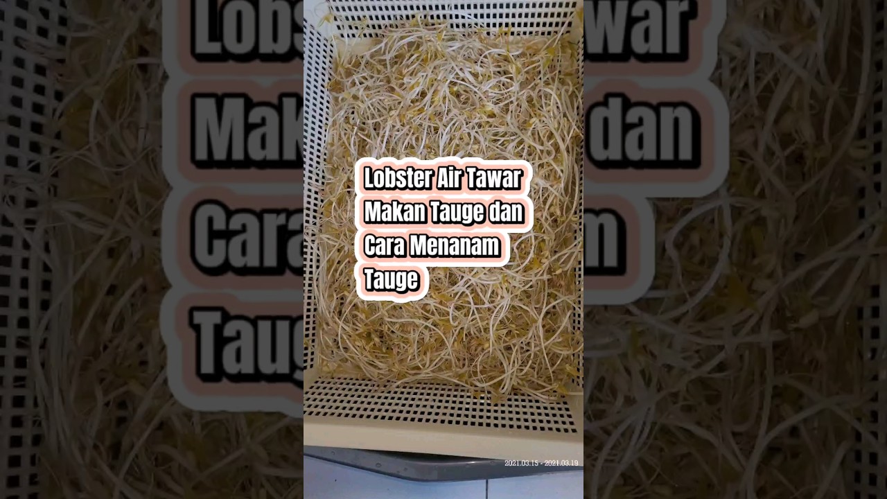 Lobster Air Tawar Makan Tauge dan Cara Menanam Tauge #shorts #budidayalobster