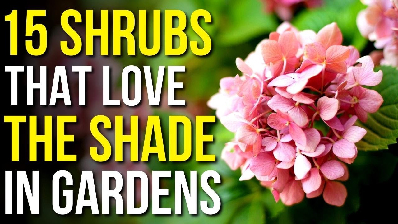 15 Shrubs That Love The Shade | Shrubs That Grow In Shade!