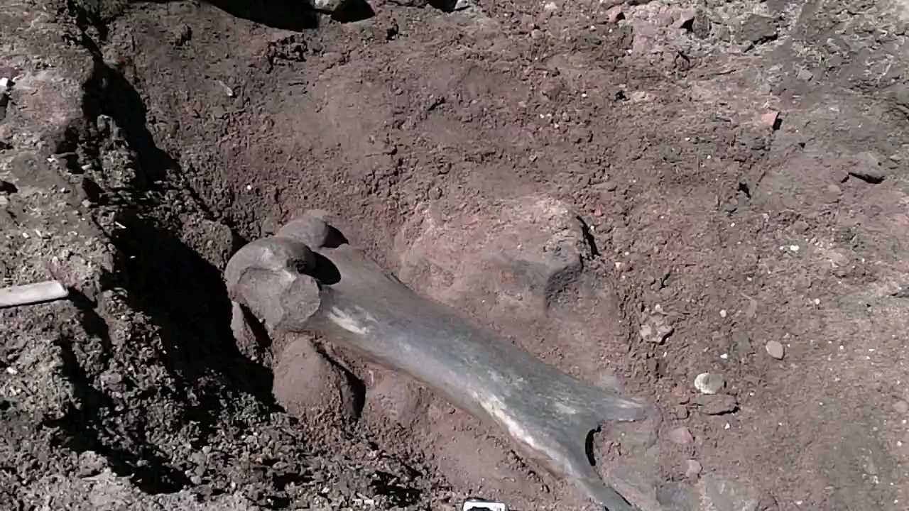 Mastodon Femur