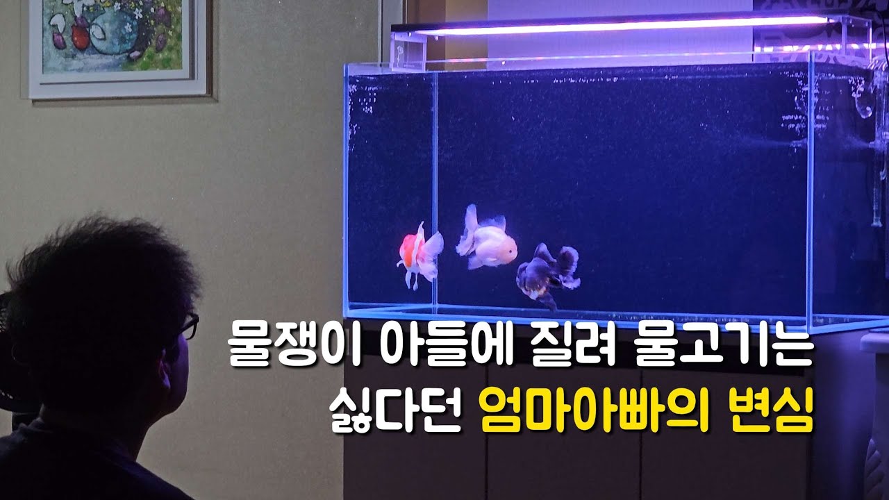 금어에 빠져버린 아빠엄마~! 설치부터 물멍까지[아쿠아푸름] 고정구피, 열대어, 소드테일, 금붕어, 난주, 오란다, 몰리,광주수족관