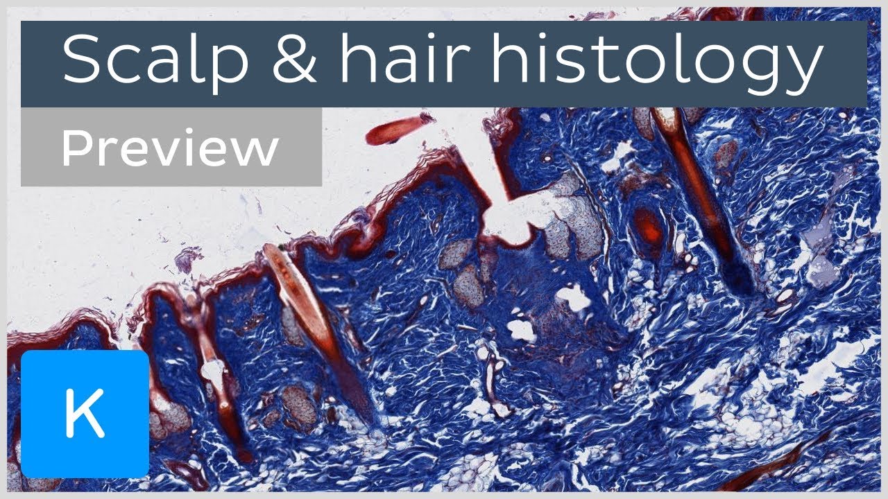 Scalp and hair: tissues and cells (preview) - Human Histology and Anatomy | Kenhub