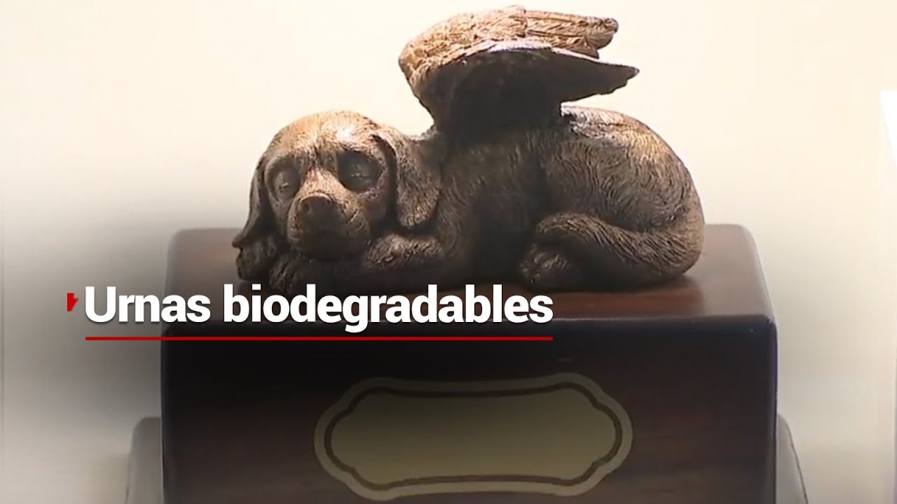 &iexcl;Cuando nuestro mejor amigo se va! | Conoce las urnas biodegradables para despedir a tu mascota