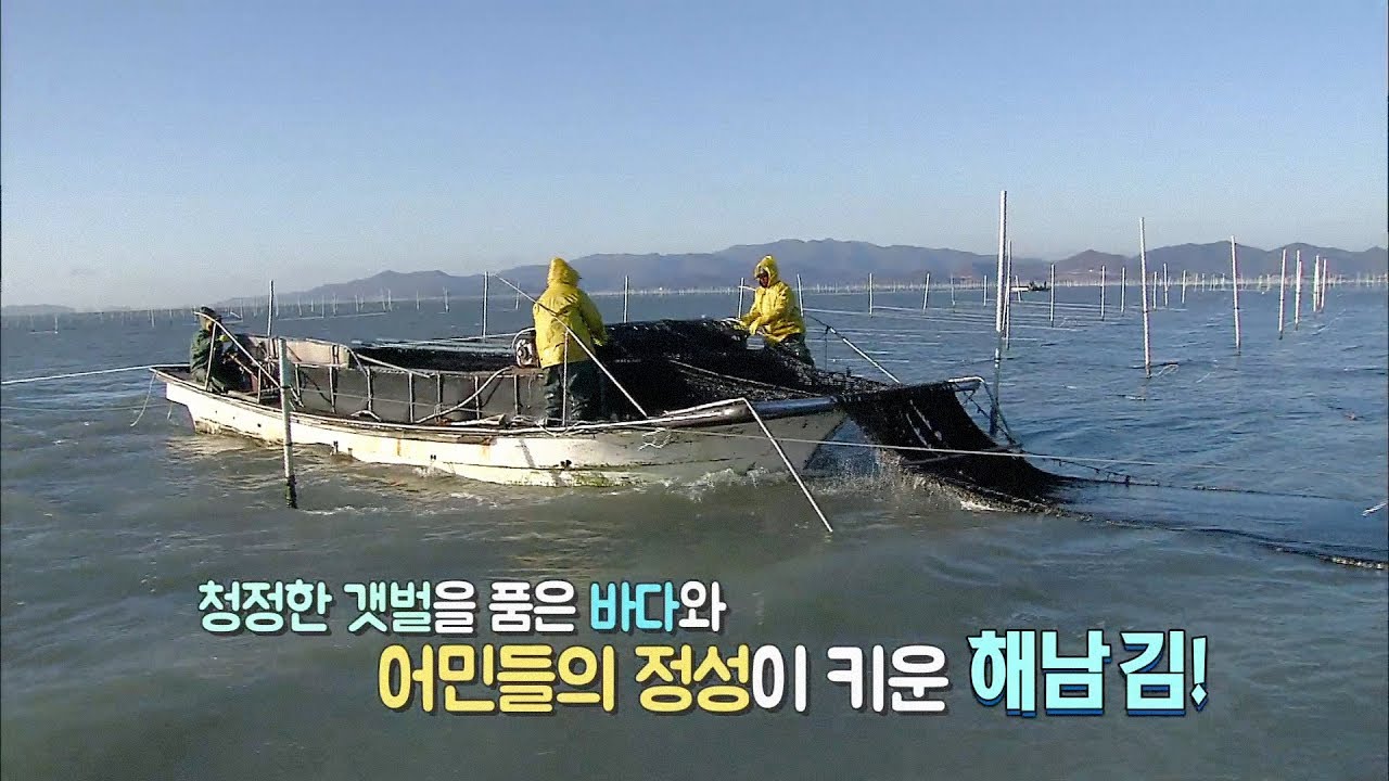 김이 우리 식탁에 오르기까지! 전국 최대 물김 생산지, 해남 [전국시대]