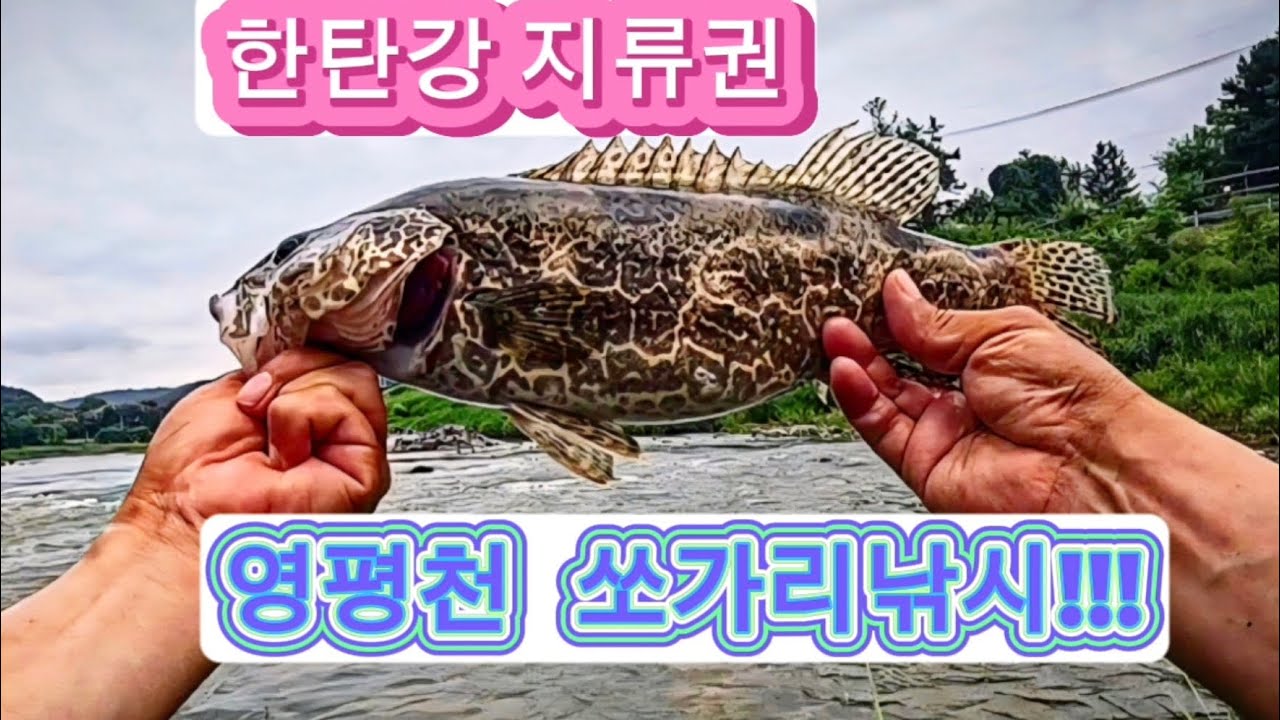 한탄강 지류권 쏘가리낚시! 본류가 힘들다면 요기어때!!!
