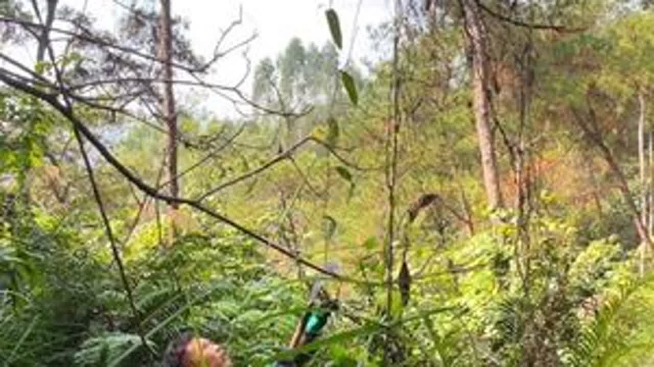 上次来不及挖的土茯苓被网友看中了，今天来挖一下看能出多少斤？ #农村 #土茯苓 #野生 #山货 #我的乡村生活