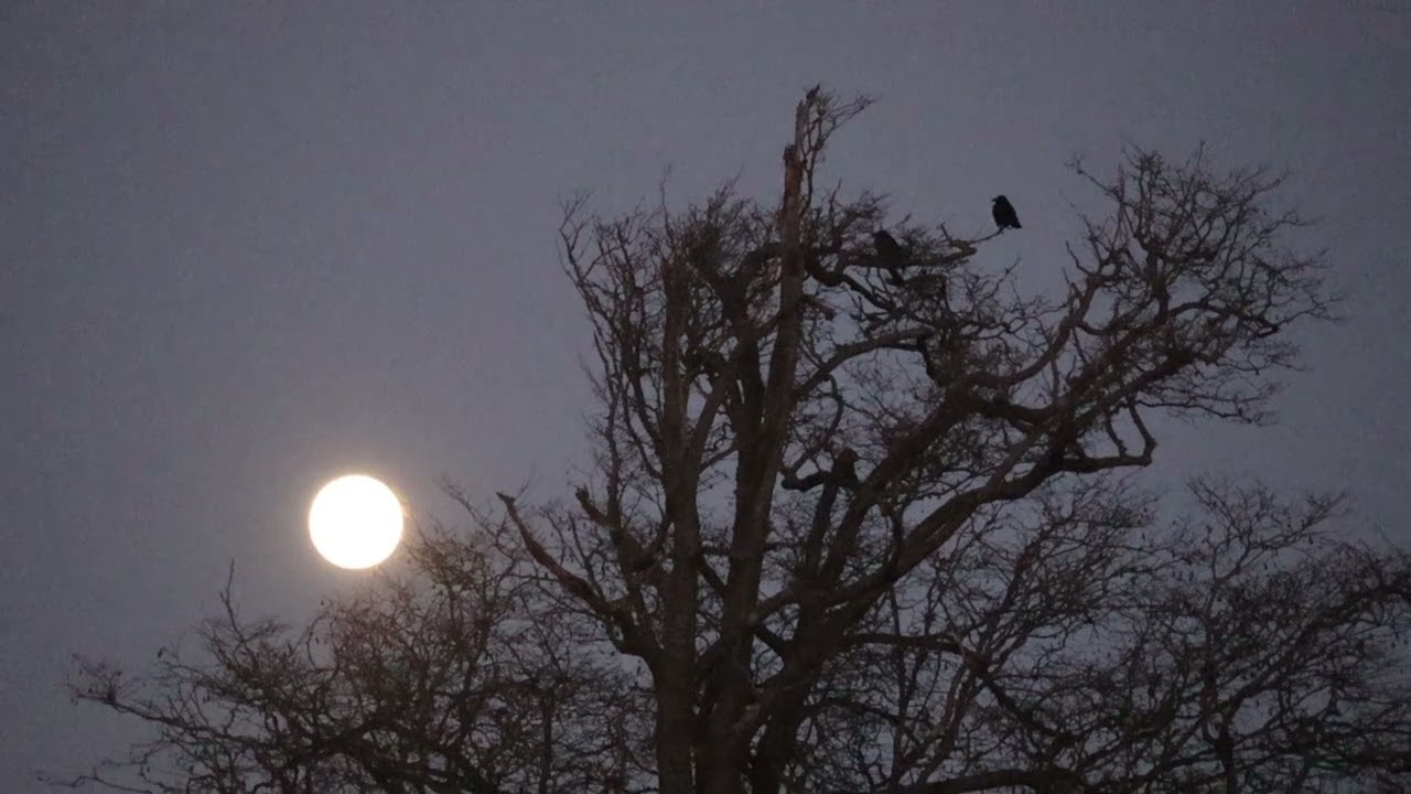 La Lune froide et l'arbre aux corbeaux