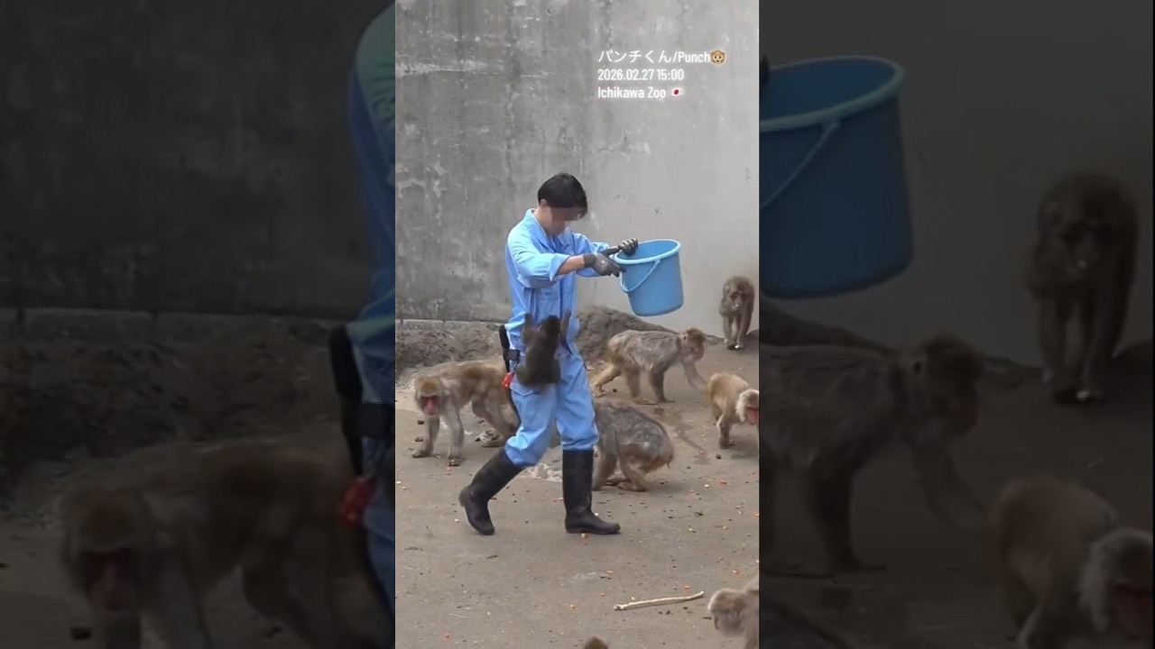 punch babay monkey 🥰 #shorts #mrbm #monkey #punch