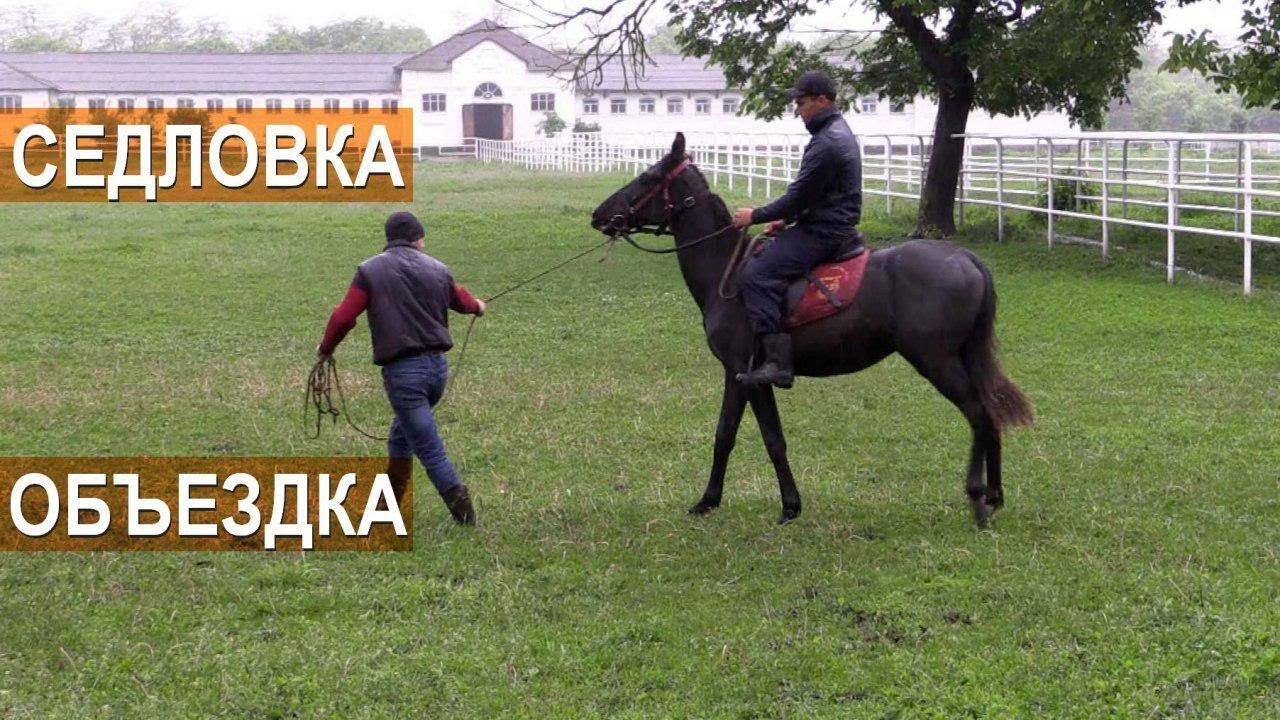 Седловка и объездка лошади Кабардинской породы. Агроэкспедиция по Кабардино-Балкарии