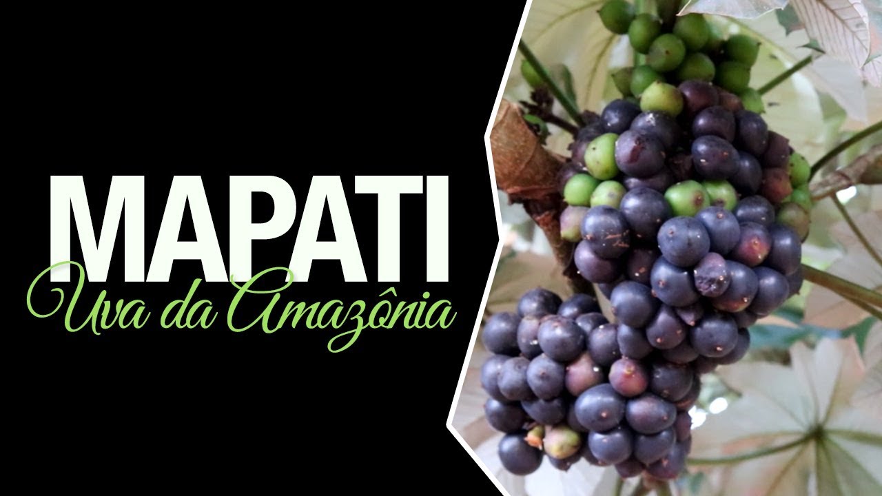 Mapati ou Uva da Amazônia (Porouma cecropiifolia)