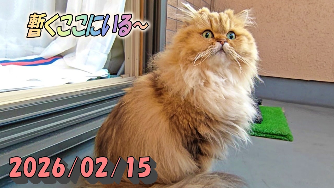 快晴の朝日を見上げて暫くバルコニーに落着くひとみ　Persian cat Hitomi's relaxing days　2026/02/15