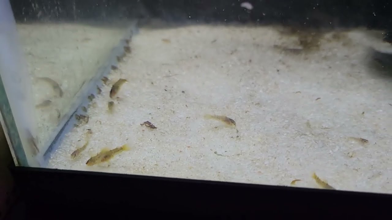 corydoras cw009 