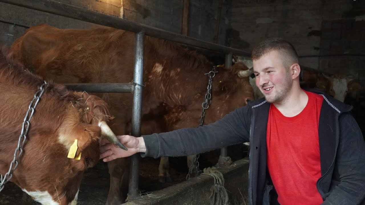 OTAC  OKO  KRAVA  DEVERA A JA  OKO OVACA