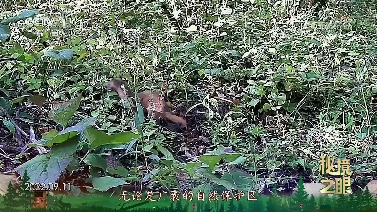 《秘境之眼》 黄鼬 20240727|Nature Talks · 生逢其境