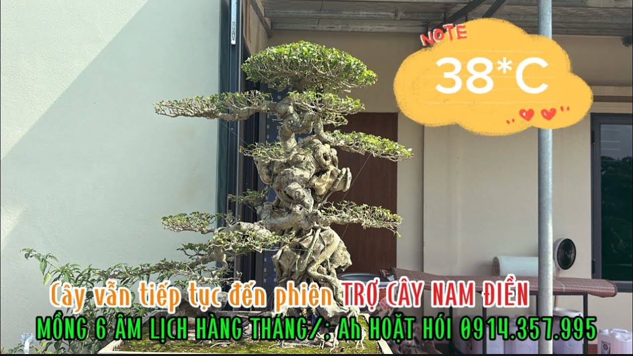 Những chuyến cây của anh em vẫn tiếp tục đến CHỢ CÂY NAM ĐIỀN, NV;HOẶT HÓI 0914.357.995
