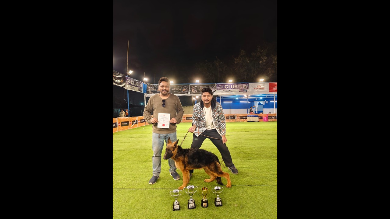 CKC REGISTER SHOW – CC WINNER GSD & GROUP QUALIFICATION. #dogshow #germanshepherd #gsd #ckcdogshow