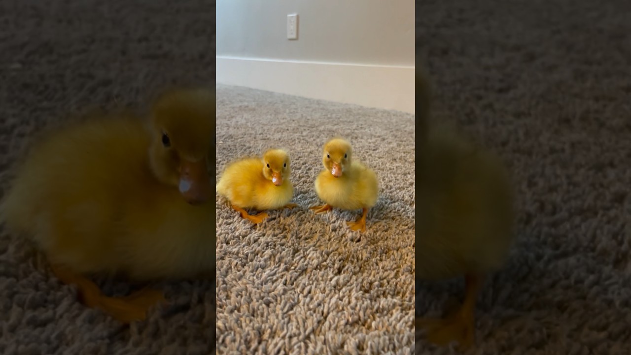 My duck told me that he rejected a lot of girls and he was younger and I didn&rsquo;t believe him until. #