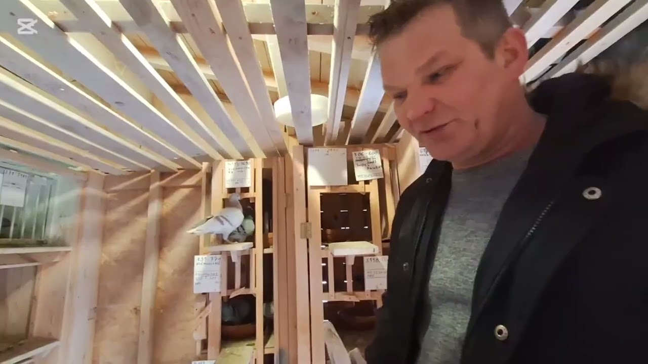 Odwiedził nas młody hodowca.Wdowce kładą jajka