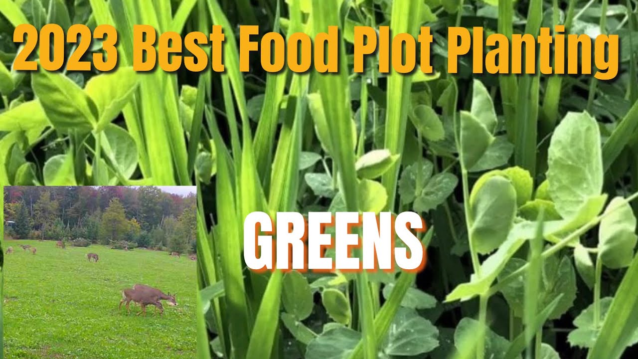 Best Food Plot Planting: Part 3