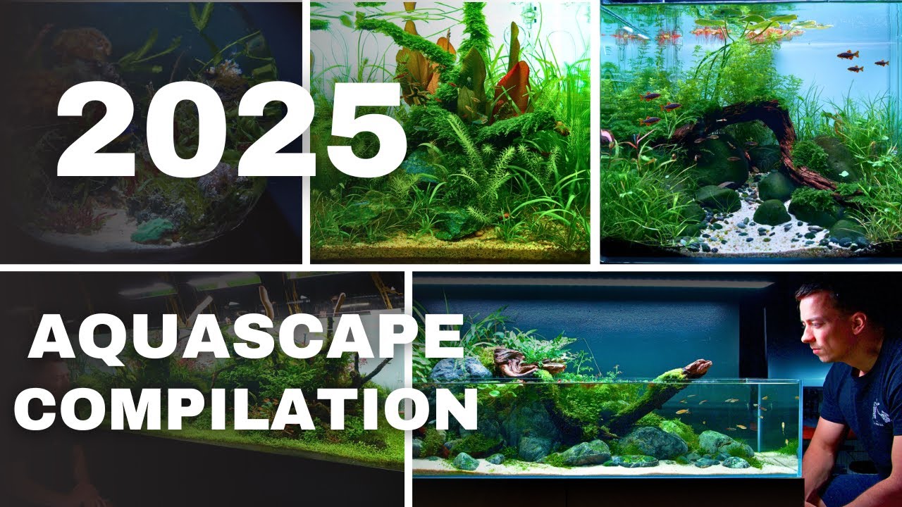 MY TOP 10 BEST AQUASCAPES FROM 2025! Epic Build Video Compilation