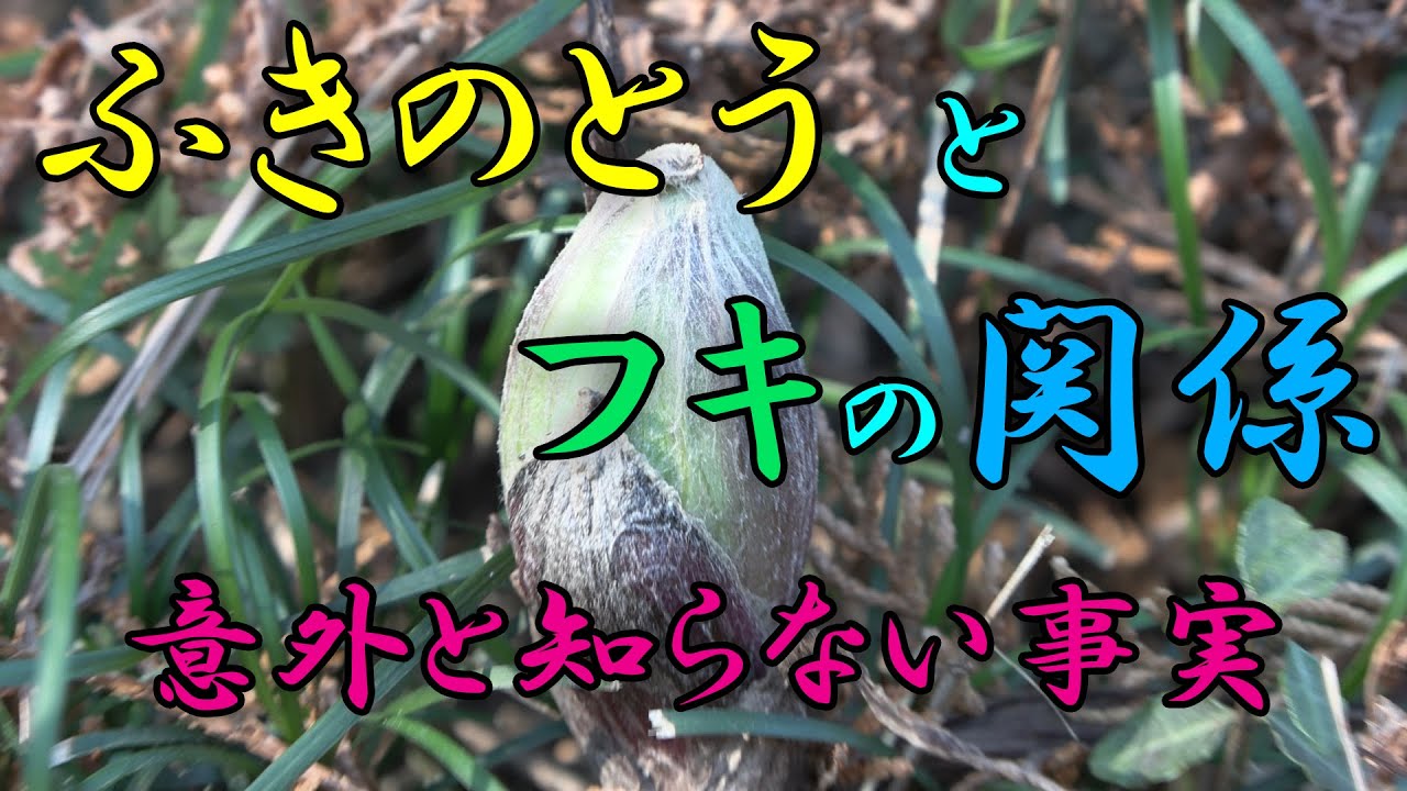 【フキ】ふきのとう と フキの関係