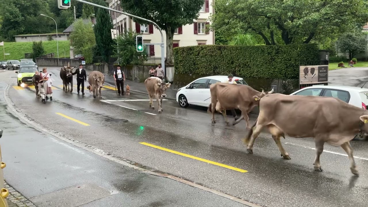 Alpabfahrt von der Schwägalp, 26.8.23, Herisau, Appenzell-Ausserrhoden🐂🇨🇭