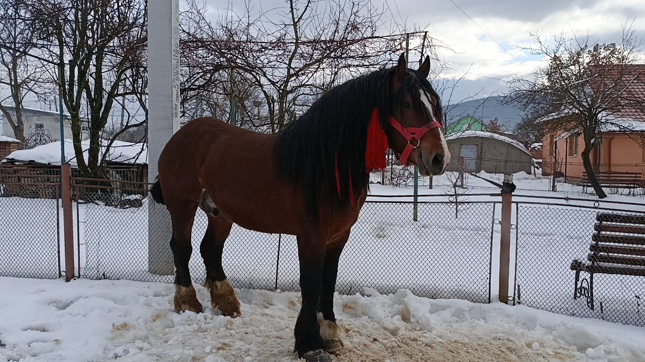 🥁ЖЕРЕБЕЦЬ ХАРІ🥰РОЗПОЧАВ СЕЗОН 2026💪💪📌