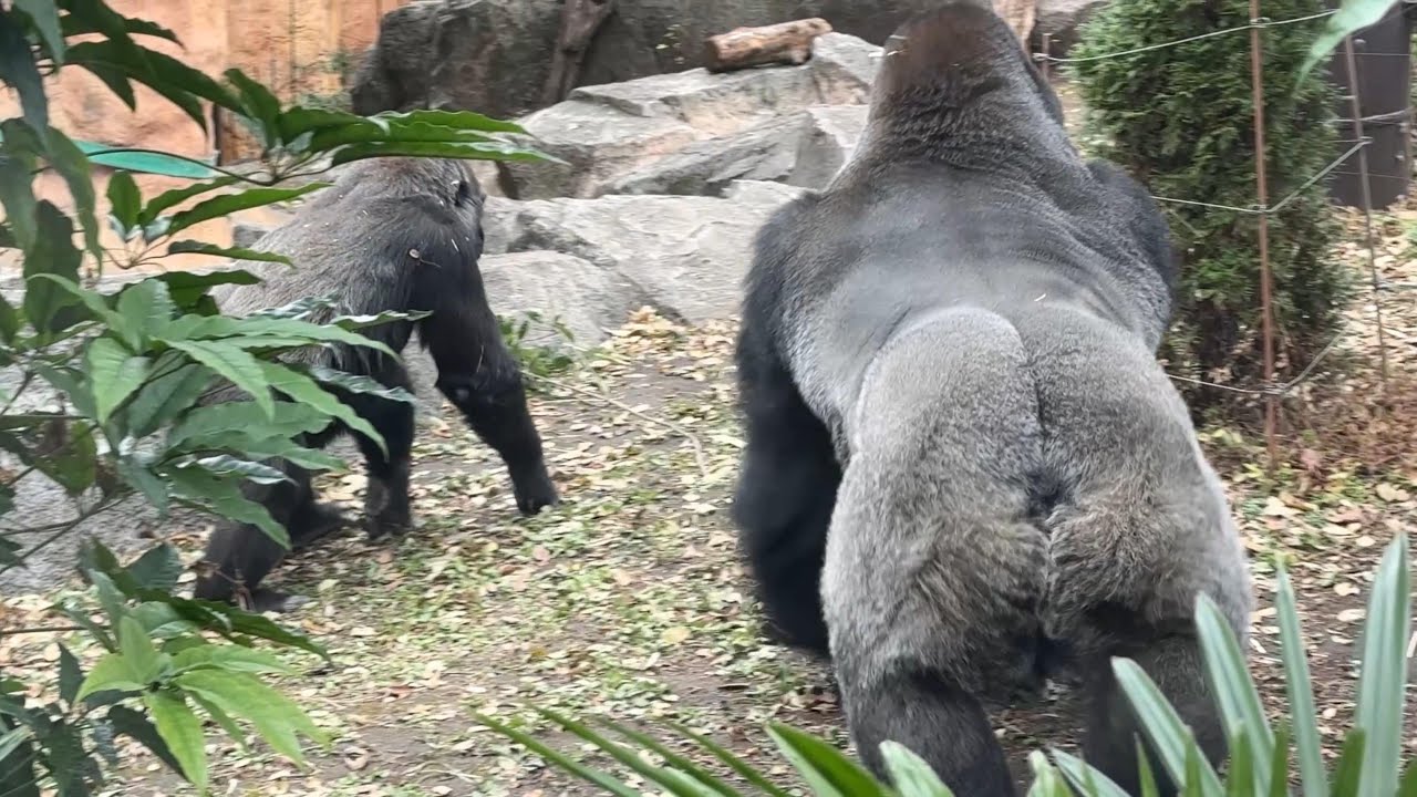 gorilla モモコを追いかけるハオコ【2025年‎12月27日】【上野動物園】ゴリラ💗