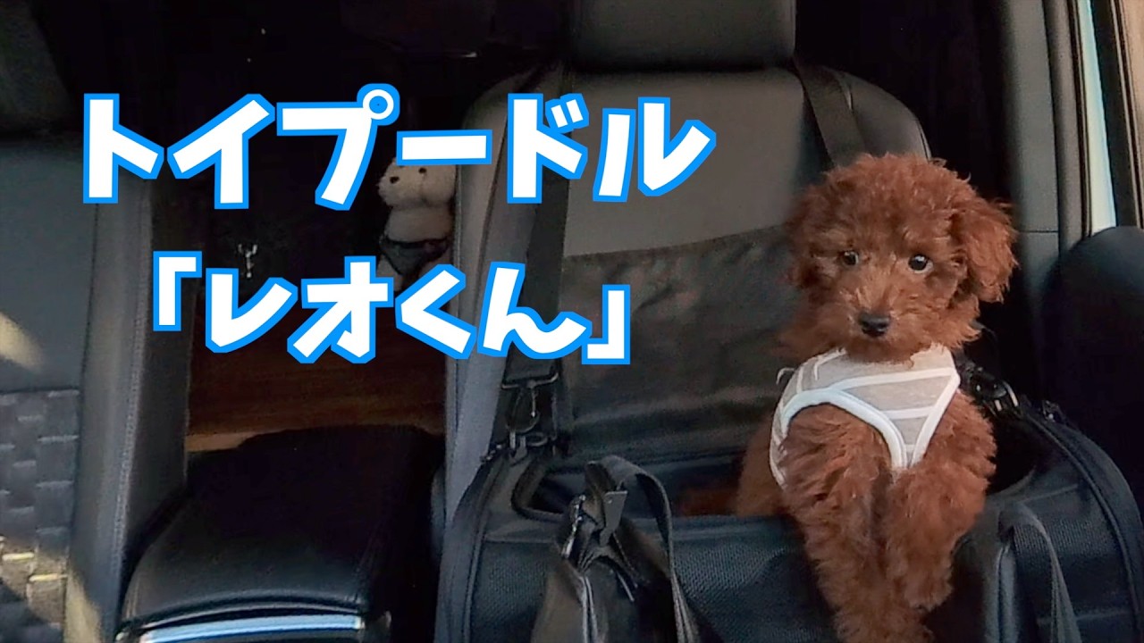 新しい家族「レオくん」の紹介　娘がバレンタインに贈ってくれた天使