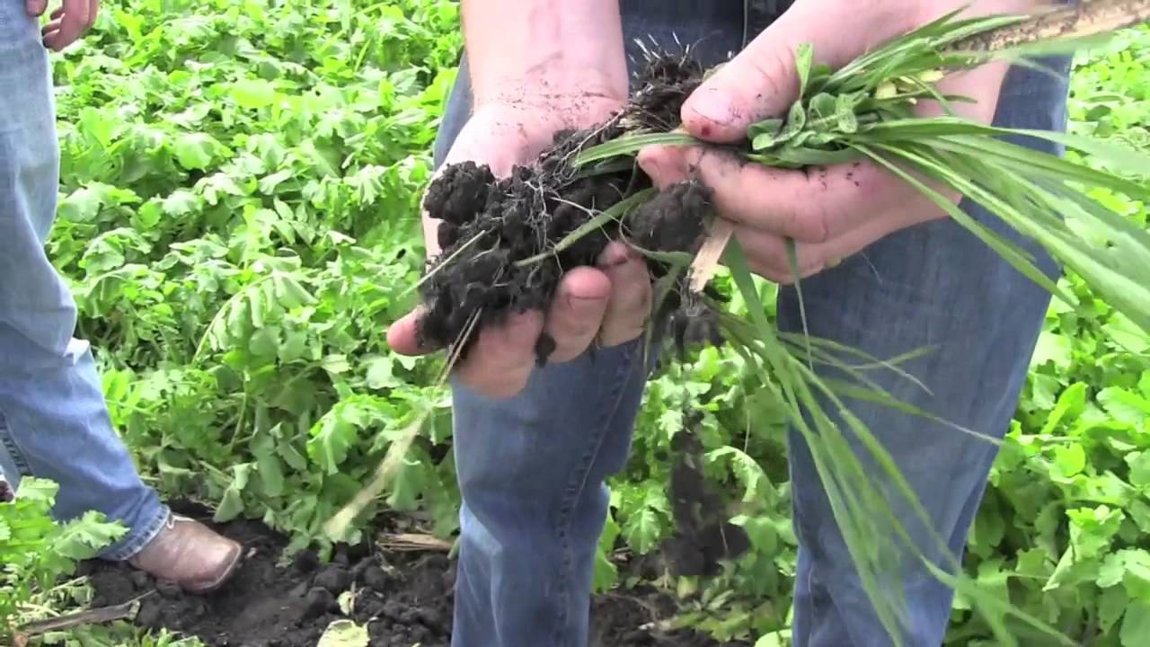 Millborn Seeds' Nutrient Builder with Asmus Farm Supply