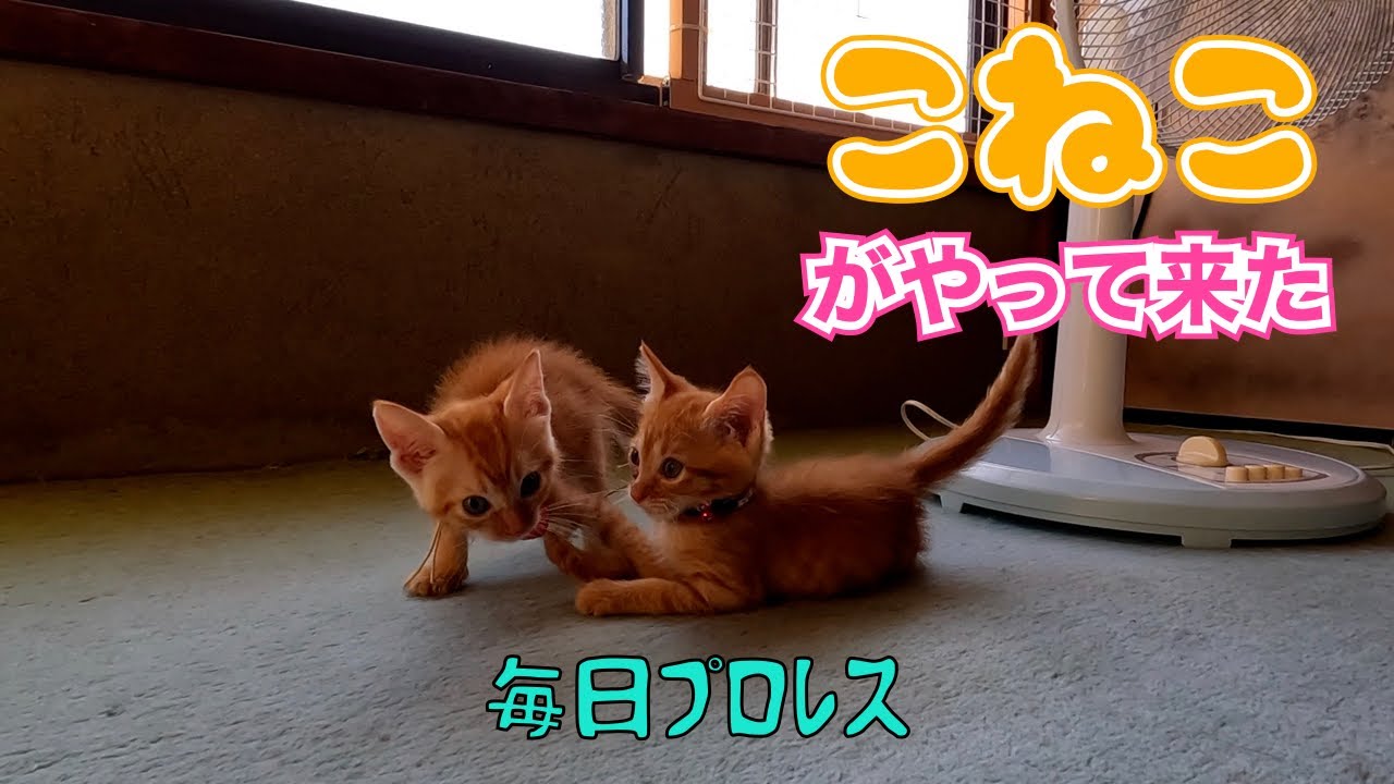 子猫がやって来た‼️😊　　「毎日プロレス」