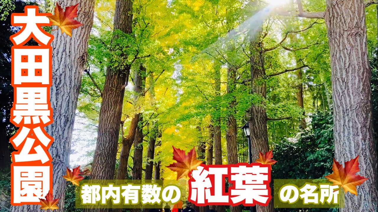 【杉並区】荻窪三庭園の大田黒公園の紅葉は最高に綺麗だった【都内おすすめ散歩コース】