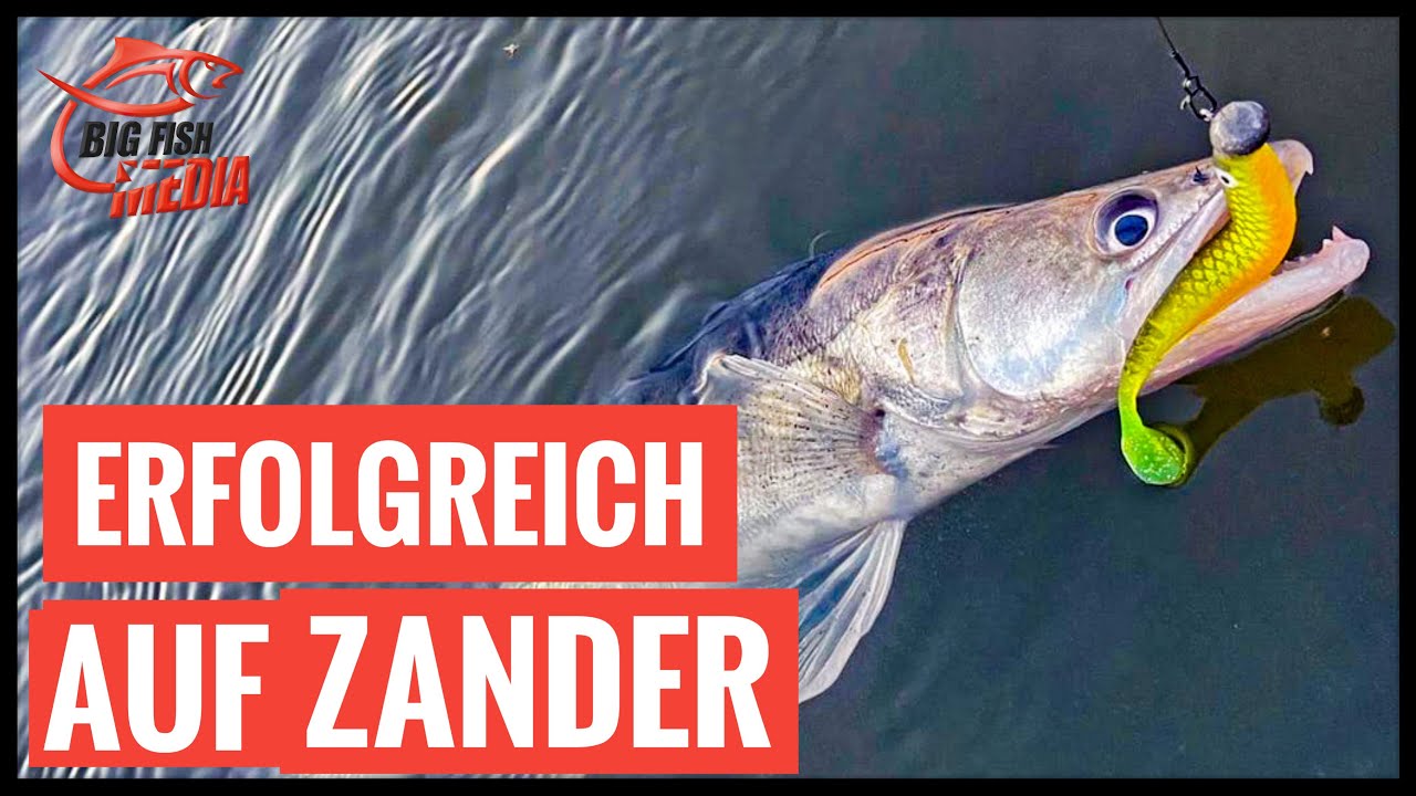 Erfolgreich angeln auf Zander - Unterwegs im Hafen mit Veit Wilde