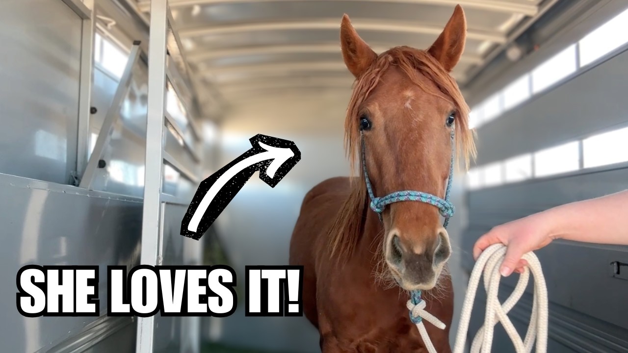 Wild Mustang hits the road! ~ Travel training a green horse