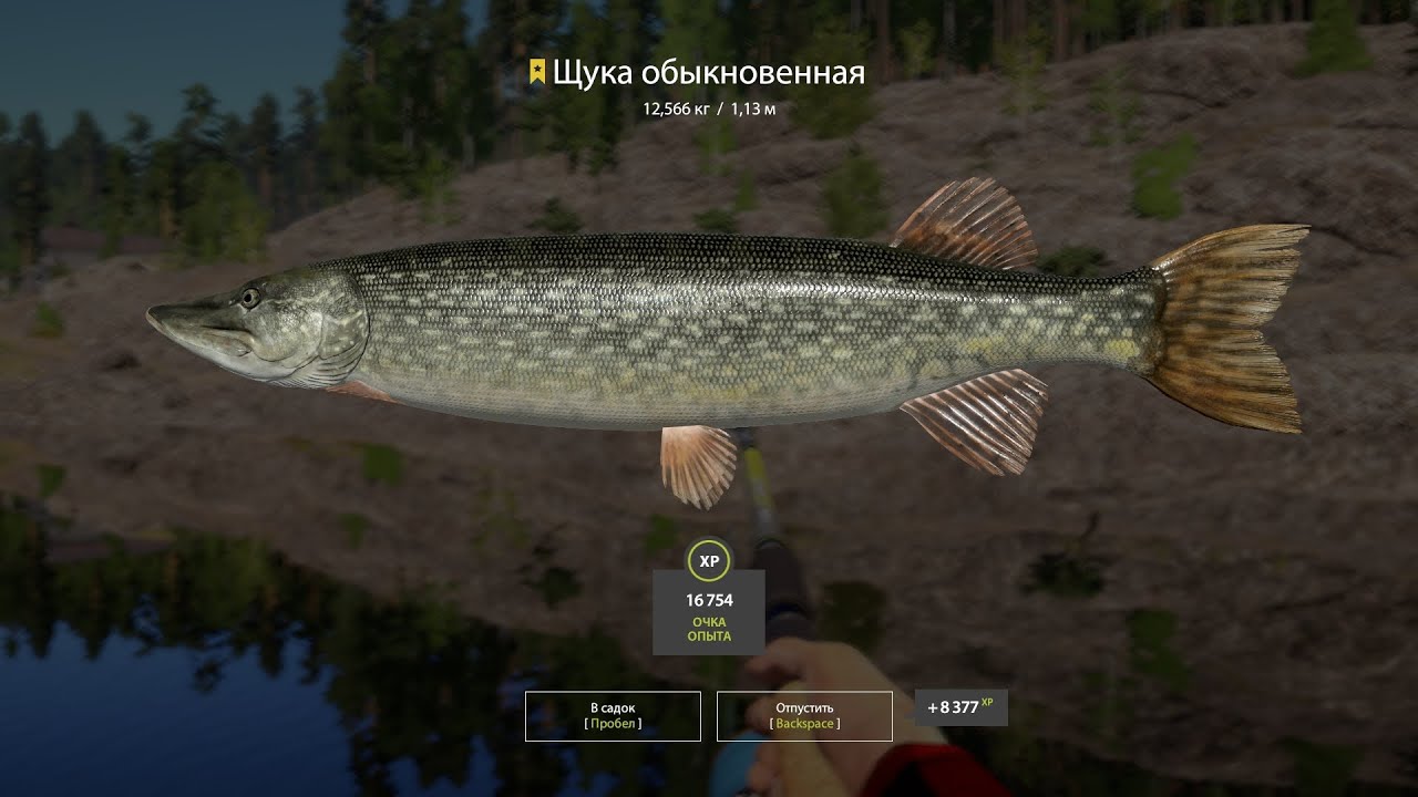 Русская рыбалка 4.План капкан Щучий рассвет...