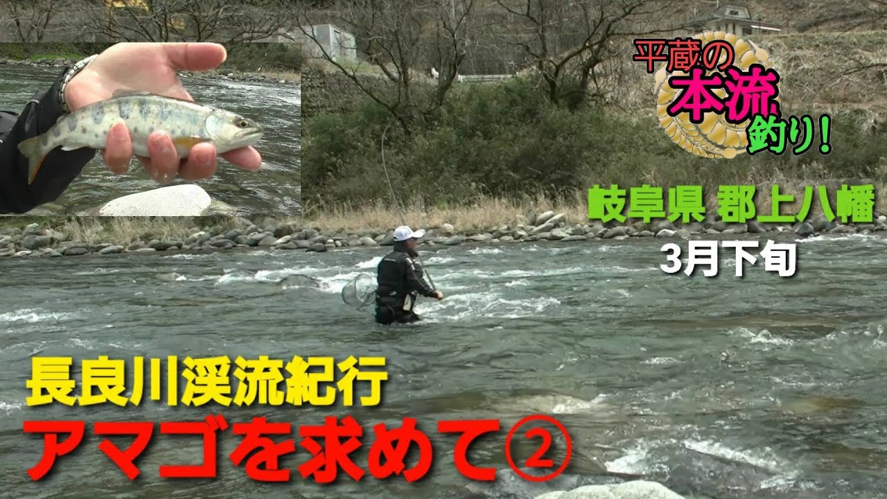 【平蔵の本流釣り!】#2 長良川渓流紀行 アマゴを求めて② 3月下旬 吉田川~長良川本流へ