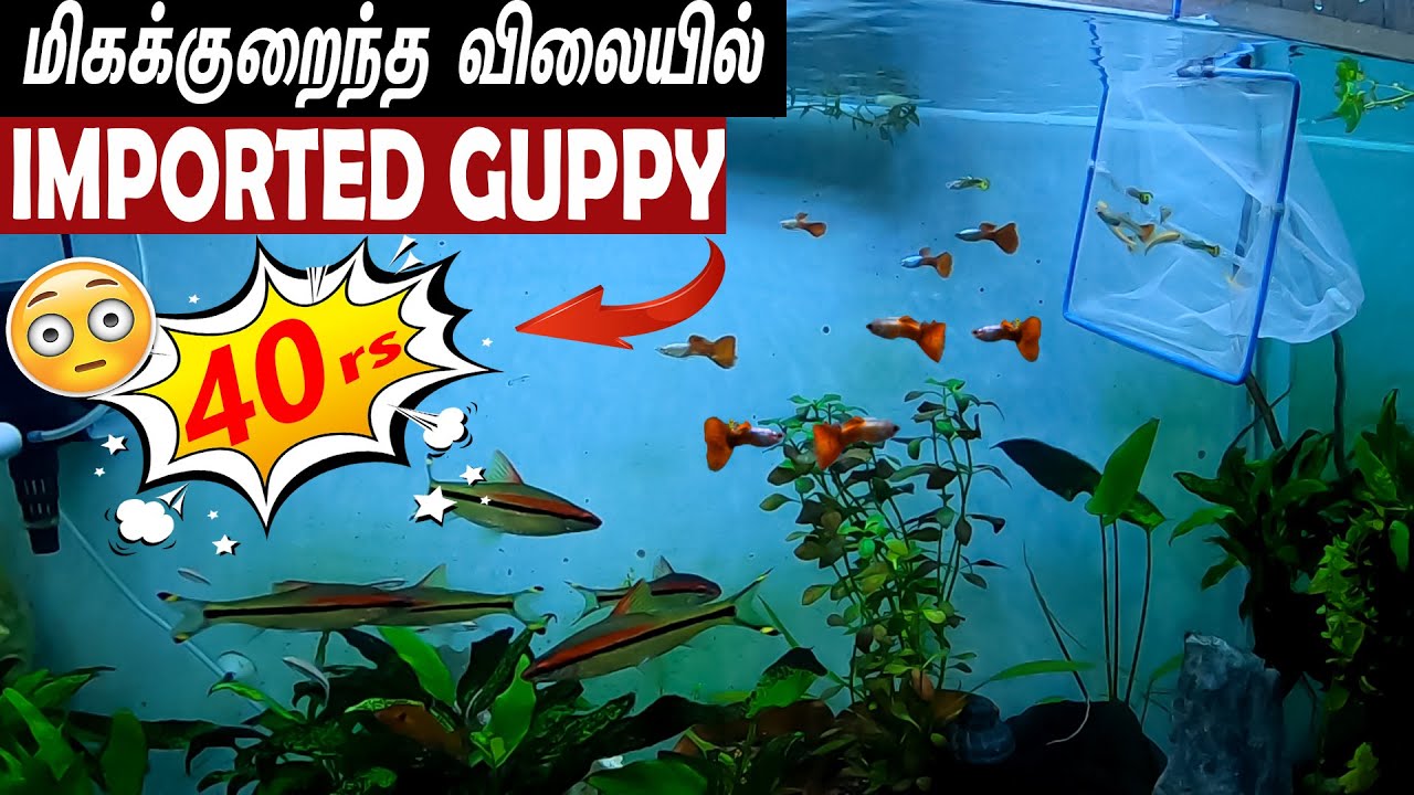 Kolathur Fish Farm | மிகக்குறைந்த விலையில் IMPORTED Guppies  @TNGYPSY_TGF