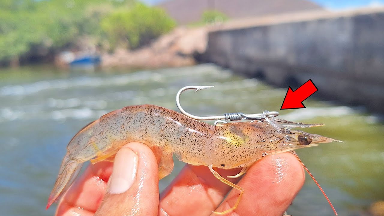 PONGAMOSLO A PRUEBA HACK de PESCA Para camaron vivo