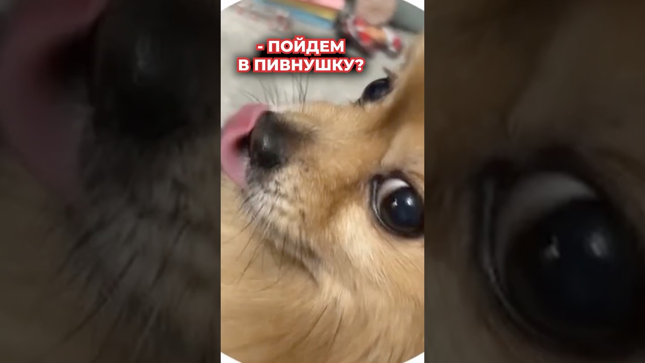 Он согласен? #vtuber #vtuberclips #memes #fyp