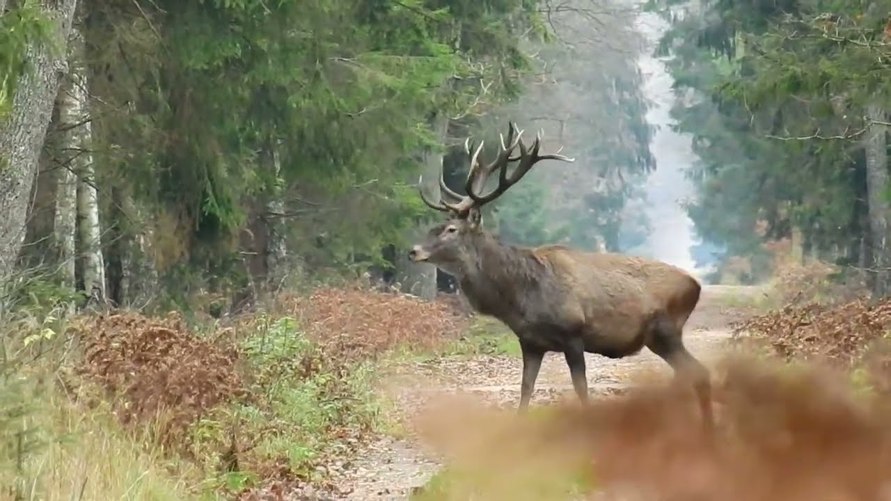Zrzuty 2023r. Dwie piękne tyki od znajomych byków. 18-stak.3.10kg i 14.stak.2kg