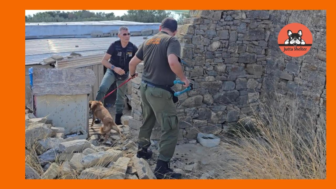 Anouk and Nalani Two Abused and Neglected Dogs are Freed from Chains