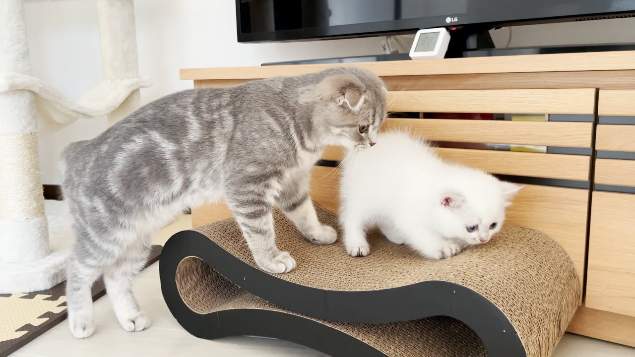 Котята, синхронно точащие когти, были такими милыми!