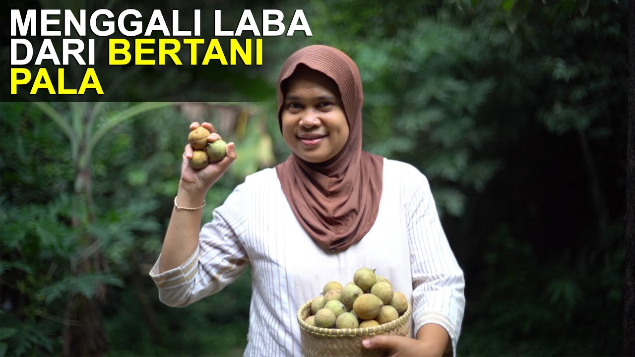 Menggali Laba dari Bertani Pala