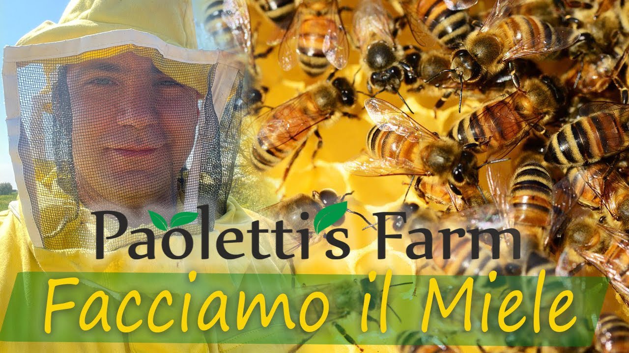 Come si Produce il Miele, le Api ci Aspettano