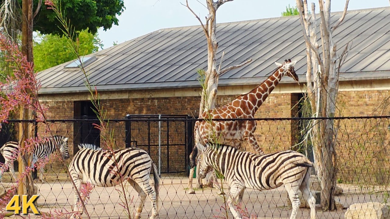 Giraffes and Zebras Together | 4K Wildlife Scene